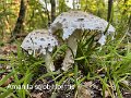 Amanita strobiliformis-amf231-2